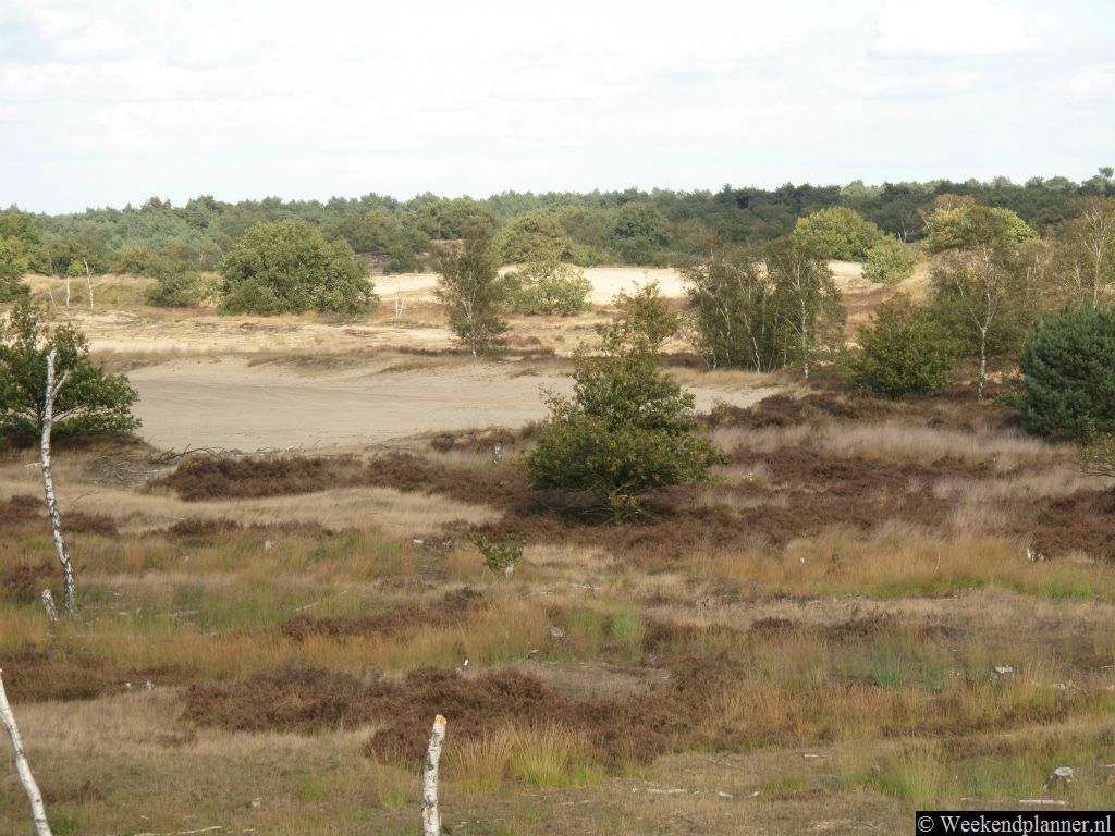 Behalve zand en bossen zijn er in de Drunense Duinen ook uitgestrekte heidevelden.